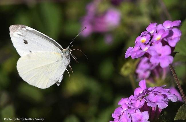 A cabbage white butterfly, Pieris rapae, in flight, heading toward lantana. (Photo by Kathy Keatley Garvey)