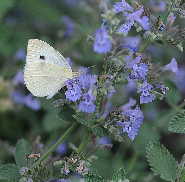 Cabbage white butterfly (Pieris rapae) on catmint. (Photo by Kathy Keatley Garvey)