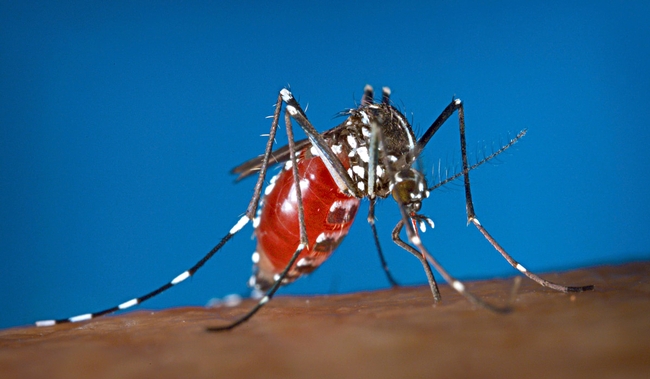 This is a female mosquito, the Asian tiger mosquito, or Aedes albopictus, laying eggs. (Photo by James Gathany, Centers for Disease Control and Prevention)