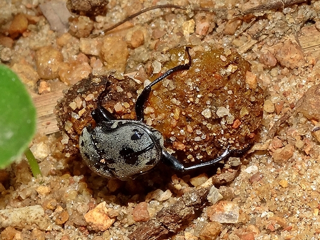 A dung beetle with two balls of dung. (Photo courtesy of Wikipedia)