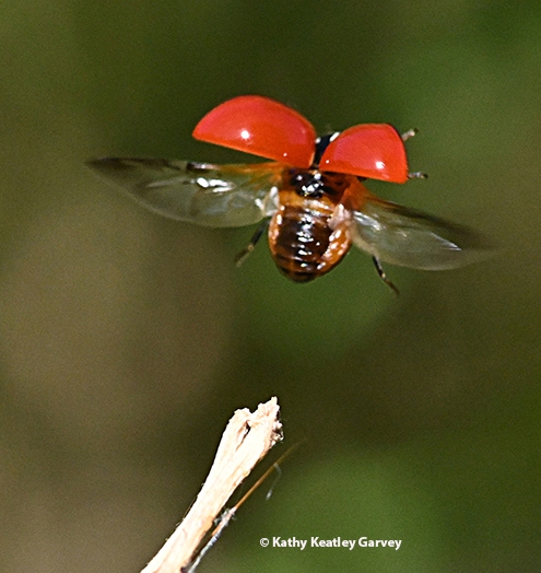 A lady beetle, aka ladybug, takes flight. (Photo by Kathy Keatley Garvey)