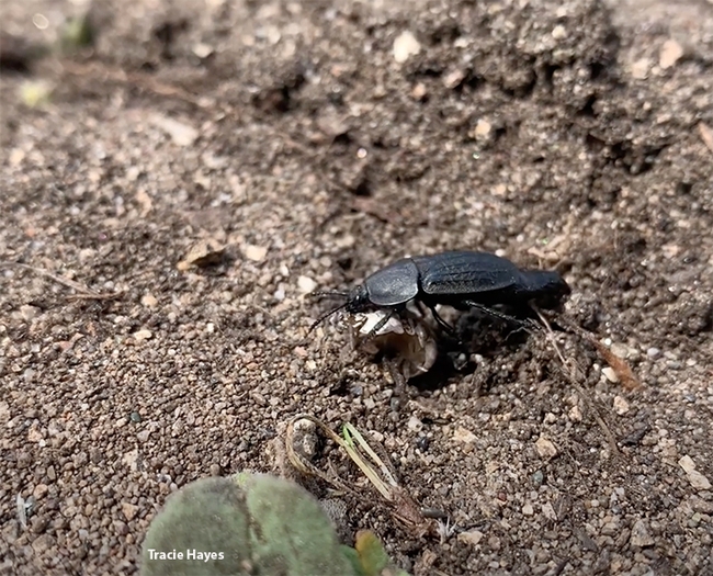 A carrion beetle, genus Heterosilpha, from a screen shot of a video by UC Davis doctoral candidate Tracie Hayes, an ecologist and artist.