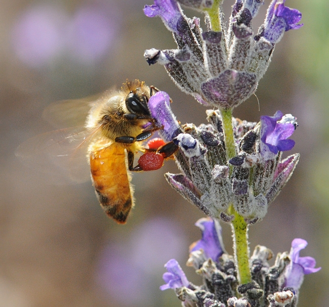 Pollen packin' honey bee (red pollen from rock purslane) nectaring on lavender. (Photo by Kathy Keatley Garvey)