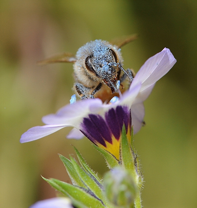Honey bee covered with blue pollen from bird's eyes (Gilia tricolor). (Photo by Kathy Keatley Garvey)
