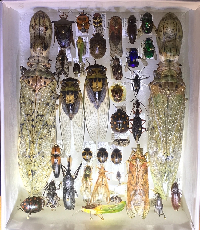Some of the insects collected during a Bio Blitz in Belize for the Bohart Museum of Entomology. (Photo by Fran Keller)