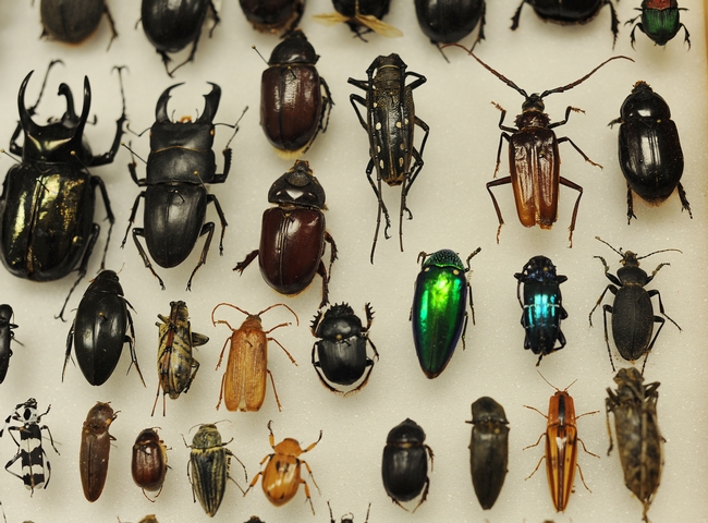 The colors of the season at the Bohart Museum of Entomology. (Photo by Kathy Keatley Garvey)