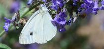 A cabbage white butterfly stops for a little catmint nectar (flight fuel) on a warm summer day. (Photo by Kathy Keatley Garvey) for Bug Squad Blog
