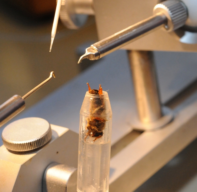 Queen bee insemination, perfected by bee breeder-geneticist Susan Cobey of UC Davis and Washington State University, can help aid the troubled bee industry. (Photo by Kathy Keatley Garvey)