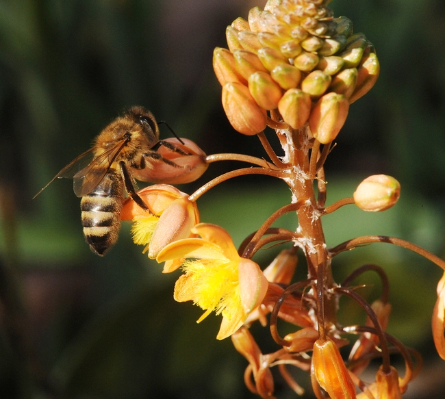 Honey bee takes a liking to a bulbine in mid-December in the Haagen-Dazs Honey Bee Haven. (Photo by Kathy Keatley Garvey)