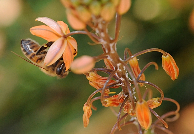 Honey bee foraging on bulbine in mid-December in the Haagen-Dazs Honey Bee Haven. (Photo by Kathy Keatley Garvey)