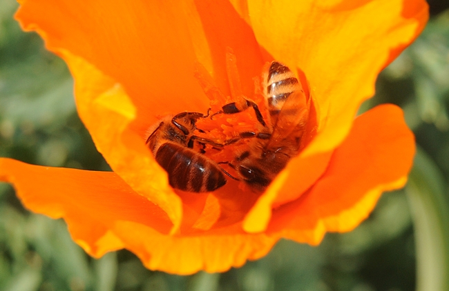 Two honey bees sharing a California poppy on Garrod Drive, UC Davis. (Photo by Kathy Keatley Garvey)