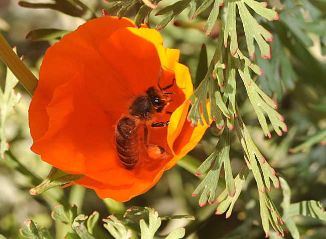 Honey bee foraging in a California poppy. The green leaves are tinged with red, holiday colors. (Photo by Kathy Keatley Garvey)