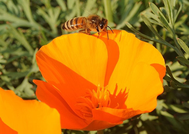 Honey bee walking along a petal of a California poppy. (Photo by Kathy Keatley Garvey)