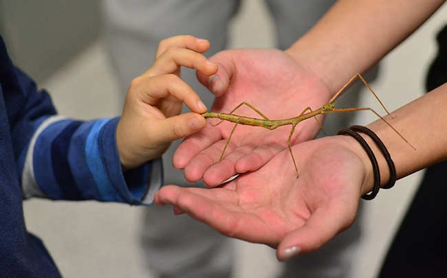 The Bohart Museum of Entomology's live petting zoo draws scores of visitors. Here a youngster gets acquainted with a stick insect, aka walking stick. (Photo by Kathy Keatley Garvey)