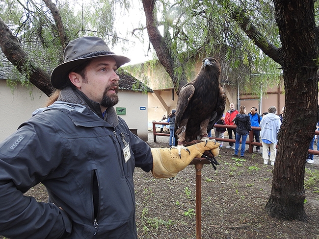 Raptor Center volunteer Billy Thein introduces the crowd to a golden eagle during a UC Davis Biodiversity Museum Day. (Photo by Kathy Keatley Garvey)