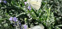 UC Davis distinguished professor Art Shapiro spotted two cabbage white butterflies today (Feb. 8) in West Sacramento, Yolo County. These weren't them. (Photo by Kathy Keatley Garvey) for Bug Squad Blog