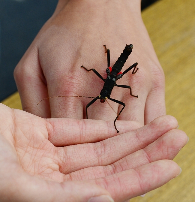 Peruvian stick insects are popular at the Bohart Museum of Entomology's petting zoo. (Photo by Kathy Keatley Garvey)