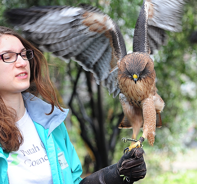 This is Jack, a red-tailed hawk ambassador at the California Raptor Center on Old Davis Road, UC Davis. (Photo by Kathy Keatley Garvey)
