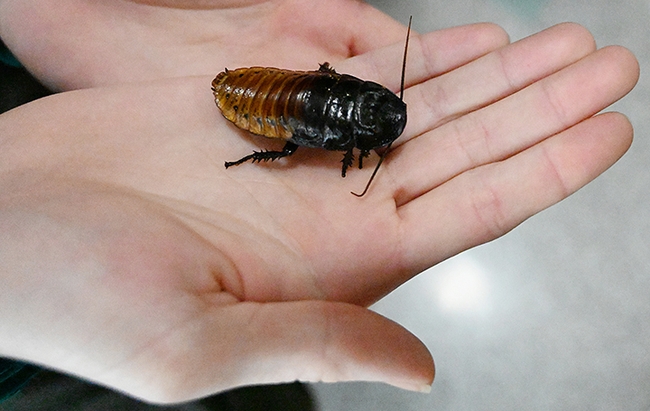 Can I hold it? A Madagascar hissing cockroach settles in a hand. (Photo by Kathy Keatley Garvey)