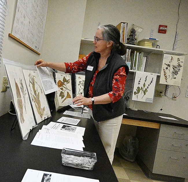 Alison Colwell, curator of the UC Davis Herbarium, lines up displays for the 12th annual UC Davis Biodiversity Museum Day. (Photo by Kathy Keatley Garvey)
