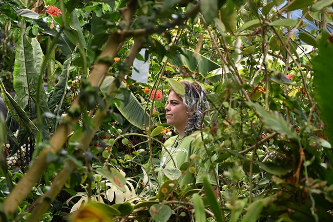 UC Davis Biodiversity Museum Day volunteer Anna Klestinec contemplates the plants in the Botanical Conservatory. (Photo by Kathy Keatley Garvey)
