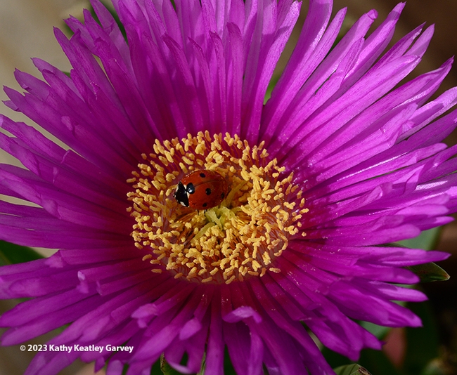 A lady beetle nestled in an ice plant blossom. (Photo by Kathy Keatley Garvey)