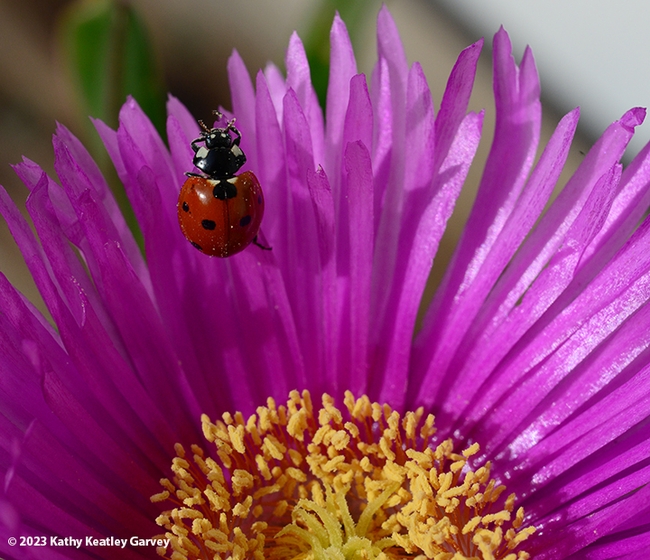 How am I doing? Am I doing this right? Lady beetle stops. (Photo by Kathy Keatley Garvey)