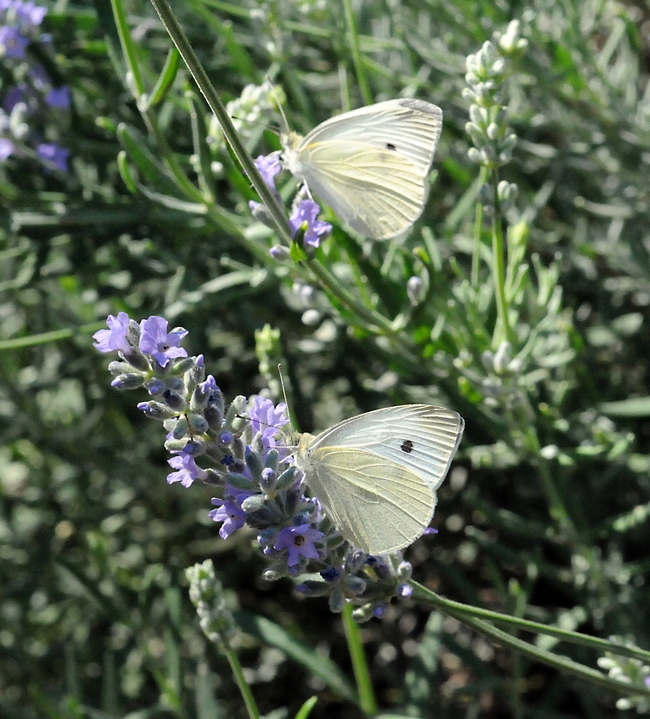 Two cabbage whites (Pieris rapae) on catmint in Vacaville, Calif., on Sept. 7, 2008. (Photo by Kathy Keatley Garvey)