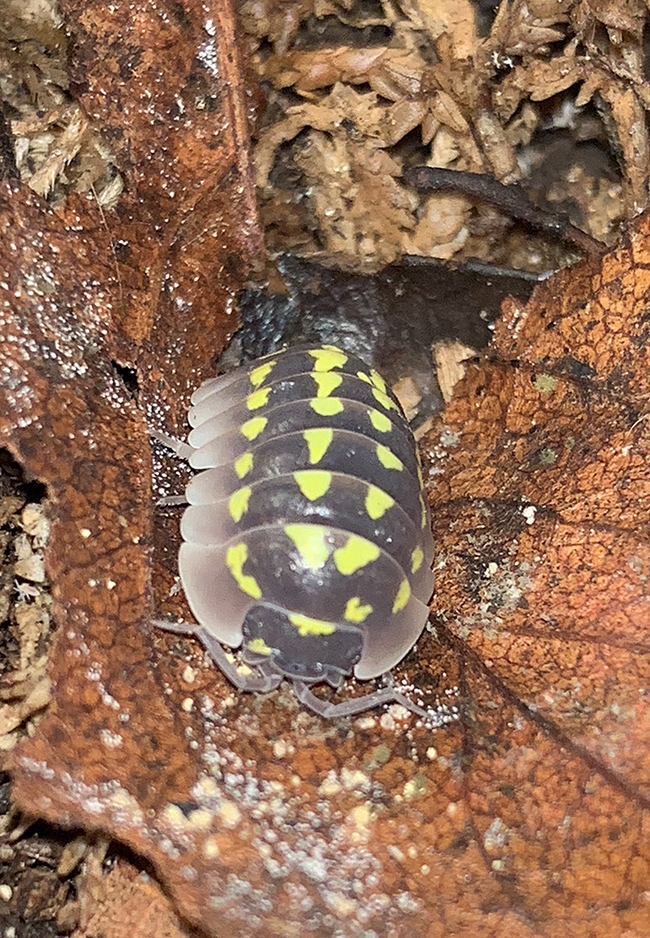 An isopod, a crustacean, has 14 legs. This is an Armadillidium gestroi, also known as high yellow spotted isopod, originating from the shores of France near limestone, sandstone, and granite. (Photo by Elijah Shih)