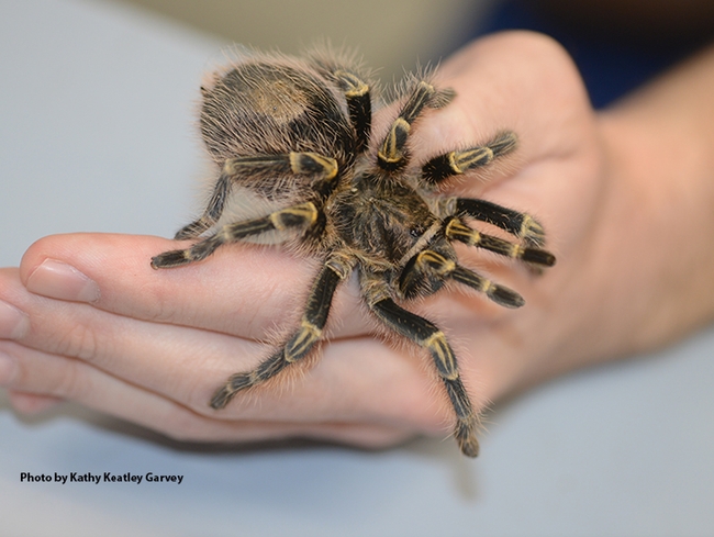 Tarantulas will be among the topics at the Bohart Museum of Entomology open house. (Photo by Kathy Keatley Garvey)