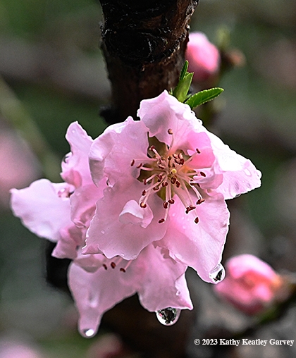 Rain drops on nectarine blossoms tell a story. (Photo by Katy Keatley Garvey)