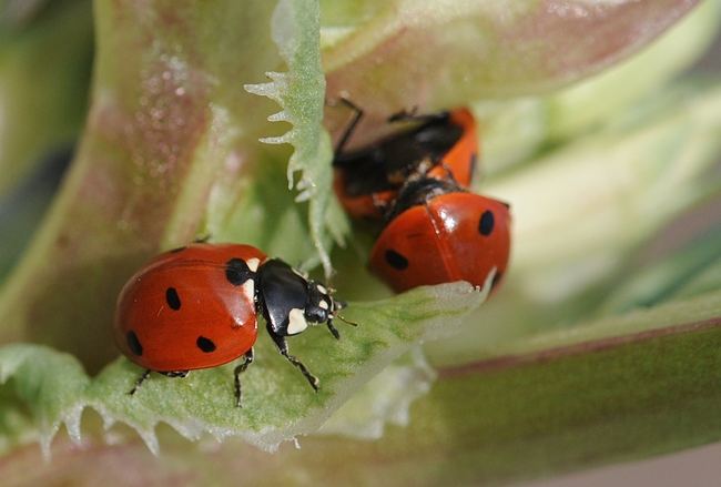 A sole ladybug, aka lady beetle, crawls past a pair of the beetles. (Photo by Kathy Keatley Garvey)