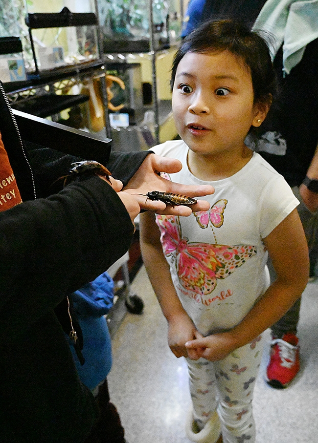 Riley Laurel, 7, of Vacaville, checks out the Madagascar hissing cockroaches. (Photo by Kathy Keatley Garvey)