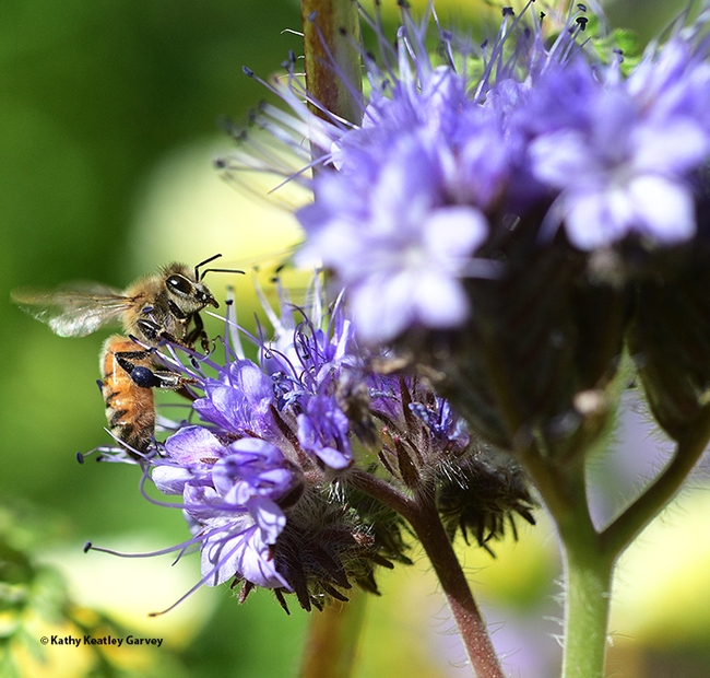 A honey bee gathering nectar and pollen from phacelia in  the Joseph and Emma Lin Biological Orchard and Garden (BOG) at UC Davis. (Photo by Kathy Keatley Garvey)