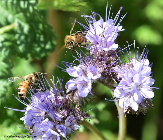And now there are two! Another honey bee joins in the foraging on the phacelia. (Photo by Kathy Keatley Garvey)