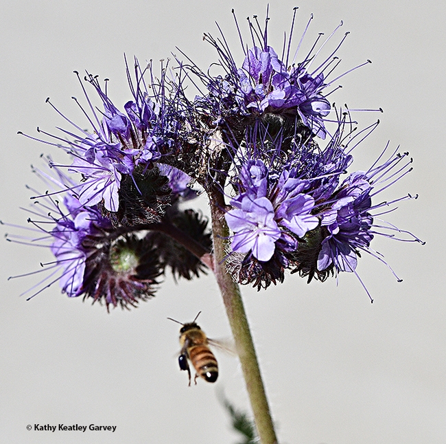A honey bee, packing blue-purple pollen, heads for a Phacelia. (Photo by Kathy Keatley Garvey)