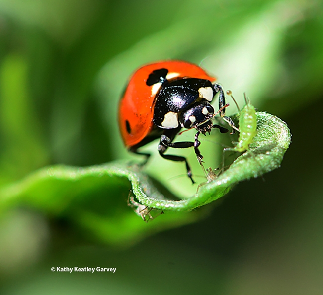 A lady beetle, aka ladybug, gets ready to devour an aphid. (Photo by Kathy Keatley Garvey)