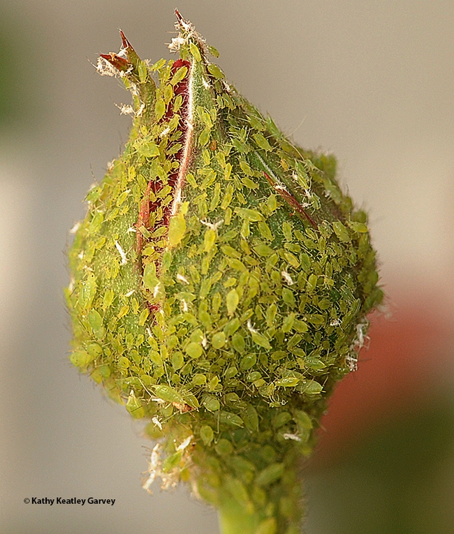 Aphids clustering on a rose bud. Where are lady beetles and soldier beetles when you need them? (Photo by Kathy Keatley Garvey)