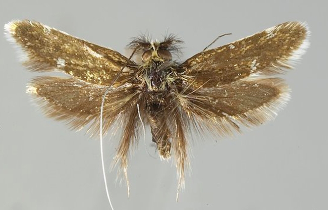 This is a fairy moth, Adela thorpella, named for Robbin Thorp. (Photo courtesy of Jerry Powell)
