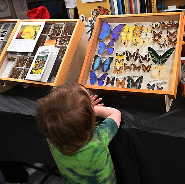 Colorful butterflies, from morphos to monarchs, drew the attention of visitors at the Bohart Museum open house. (Photo by Kathy Keatley Garvey)