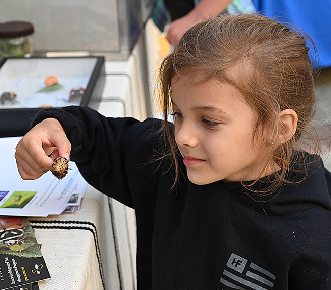 Teagan Pelusi, 4, of Pleasant Hill, is fascinated by a green fruit beetle larva. 