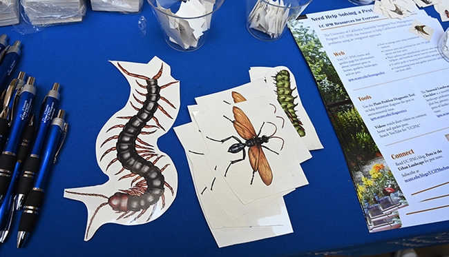 Guess the stick-on tattoos? From left are a Chinese red-headed centipede (Scolopendra subspinipes mutilans); a tarantula hawk (Pepsis heros); and a hickory horned devil caterpillar of a regal moth  (Citheronia regalis). (Photo by Kathy Keatley Garvey)
