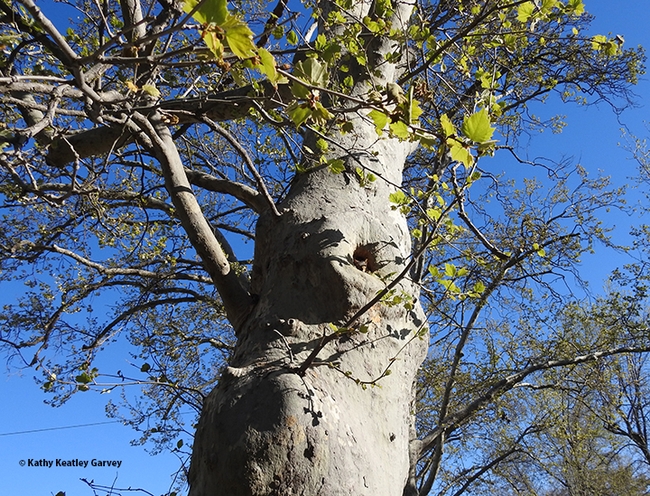 Look closely and you can see a squirrel occupying a small hollow or cavity in a sycamore tree. The cavity has been home to feral bees for at least two decades. (Image taken in Vacaville by Kathy Keatley Garvey)