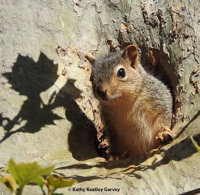 The squirrel pokes his head out of his home, his sleepy hollow. (Photo by Kathy Keatley Garvey)