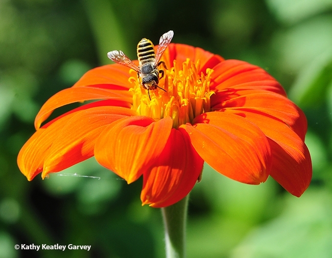 A native leafcutter bee, Megachile fidelis, on a Mexican sunflower, Tithonia rotundifola. (Photo by Kathy Keatley Garvey)