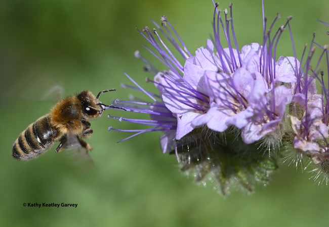 A honey bee in flight, heading for a Phacelia. (Photo by Kathy Keatley Garvey)