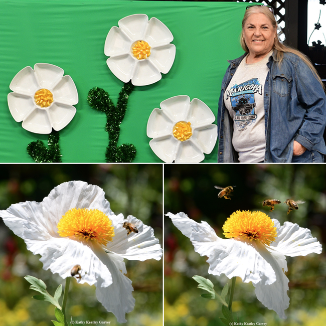 Pat Connelly, superintendent of the Dixon May Fair Floriculture Building, created this wall art work, which resembles Matilija poppy blossoms. Below are images of bees foraging on Matilija poppies. (Photos by Kathy Keatley Garvey)