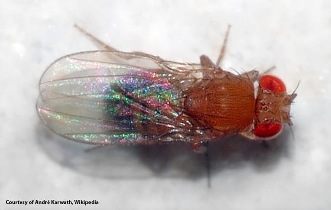 This is the fruit fly, Drosophila melanogaster, that Katie Thompson-Peer uses in her biological research. (Photo by André Karwath, Wikipedia)