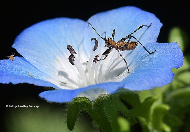 A katydid nymph nestled in a baby blue eyes blossom, Nemophila menziesii, in Vacaville, Calif. (Photo by Kathy Keatley Garvey)