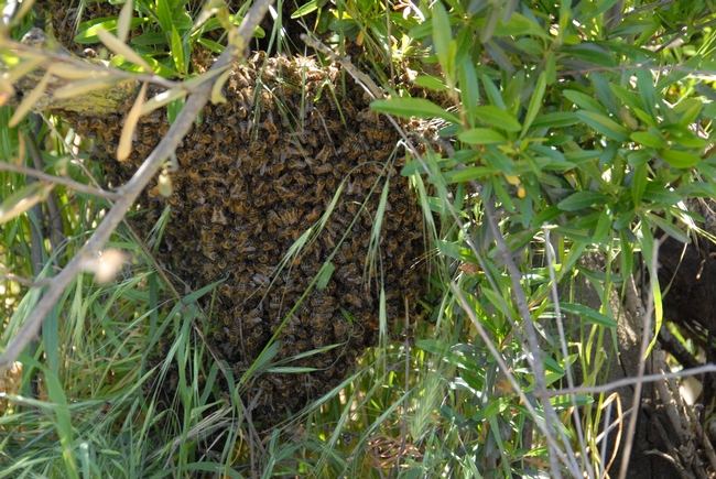 Honey bee swarm on the grounds of the Harry H. Laidlaw Jr. Honey Bee Research Facility at UC Davis. (Photo by Kathy Keatley Garvey)